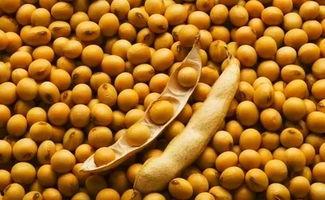 美国国产大豆视频,丰收背后的农业奇迹