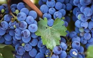 国产葡萄测评视频下载,口感与品质的双重享受