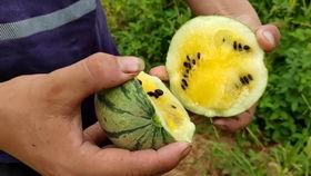 皮瓜国产视频,探索本土创意与娱乐的无限可能