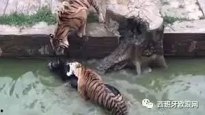 老虎视频在线国产,聚焦国产内容，打造本土文化盛宴